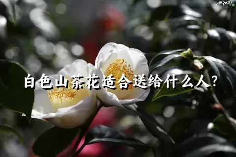 白色山茶花适合送给什么人？