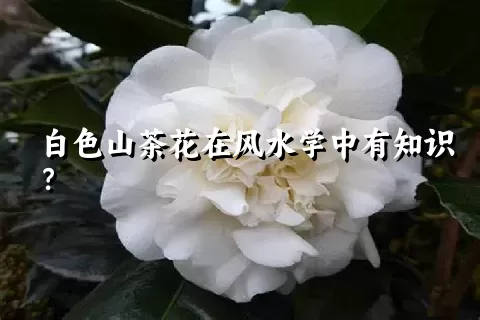 白色山茶花在风水学中有知识？