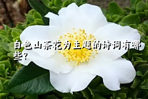 白色山茶花为主题的诗词有哪些？