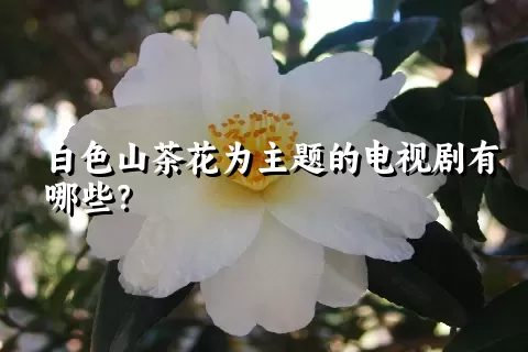 白色山茶花为主题的电视剧有哪些？