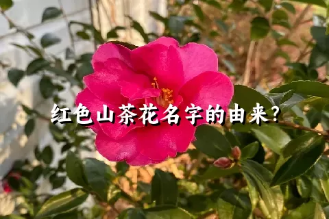 红色山茶花名字的由来？