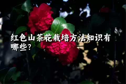 红色山茶花栽培方法知识有哪些？