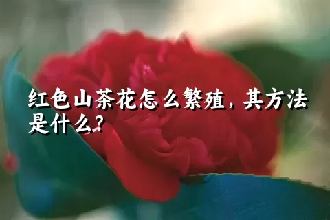 红色山茶花怎么繁殖，其方法是什么？