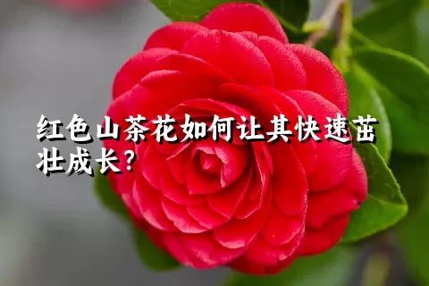 红色山茶花如何让其快速茁壮成长？