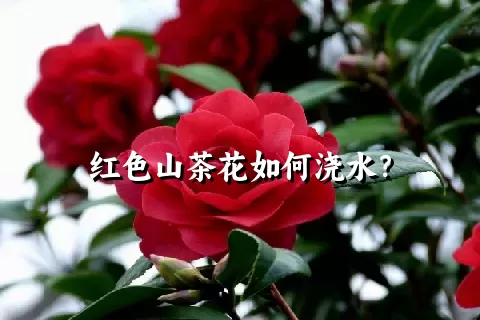 红色山茶花如何浇水？