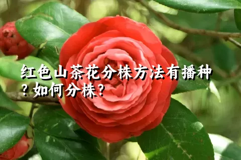 红色山茶花分株方法有播种？如何分株？