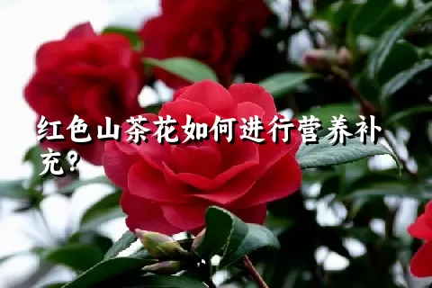 红色山茶花如何进行营养补充？