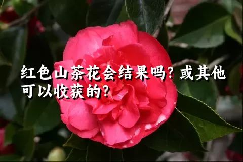 红色山茶花会结果吗？或其他可以收获的？