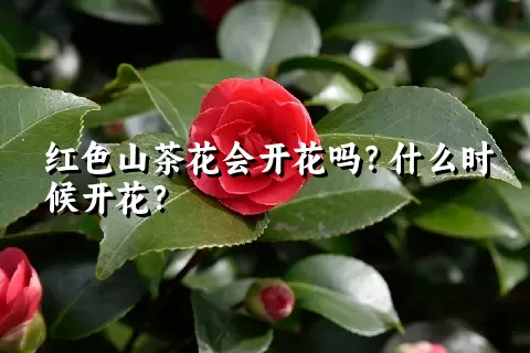 红色山茶花会开花吗？什么时候开花？