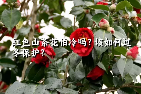 红色山茶花怕冷吗？该如何过冬保护？