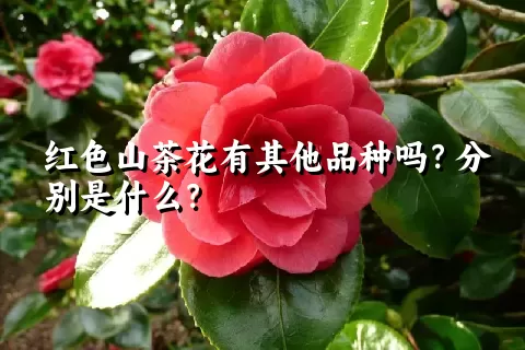 红色山茶花有其他品种吗？分别是什么？