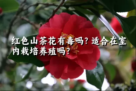 红色山茶花有毒吗？适合在室内栽培养殖吗？