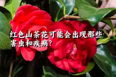 红色山茶花可能会出现那些害虫和疾病？