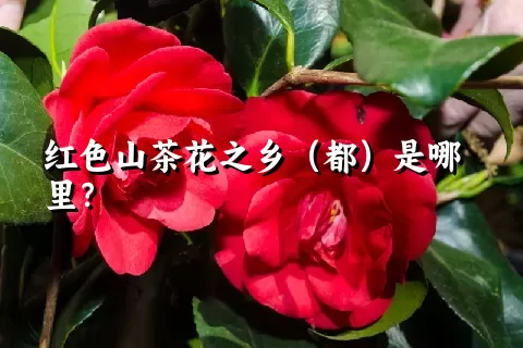 红色山茶花之乡（都）是哪里？