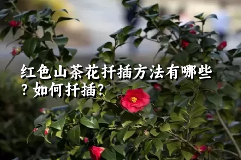 红色山茶花扦插方法有哪些？如何扦插？