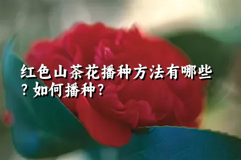 红色山茶花播种方法有哪些？如何播种？