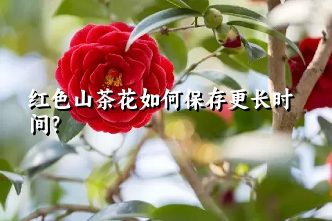 红色山茶花如何保存更长时间？