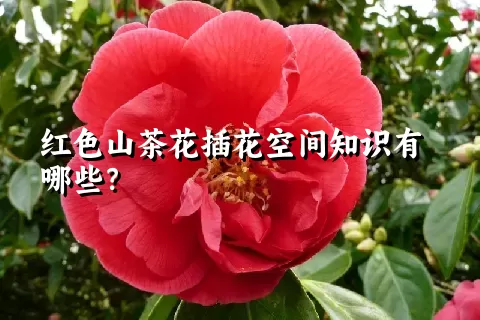 红色山茶花插花空间知识有哪些？