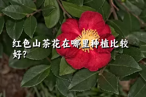 红色山茶花在哪里种植比较好？