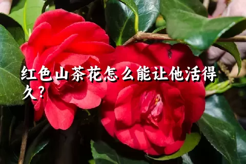 红色山茶花怎么能让他活得久？