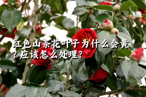 红色山茶花叶子为什么会黄？应该怎么处理？