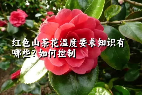 红色山茶花温度要求知识有哪些？如何控制