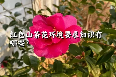 红色山茶花环境要求知识有哪些？