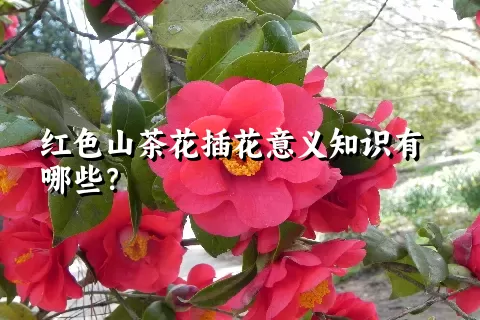 红色山茶花插花意义知识有哪些？