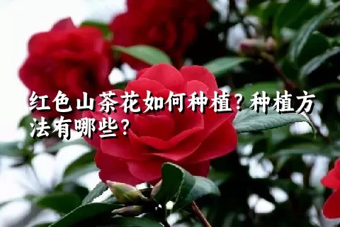 红色山茶花如何种植？种植方法有哪些？