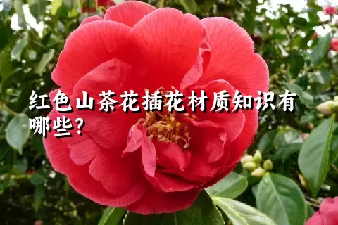 红色山茶花插花材质知识有哪些？