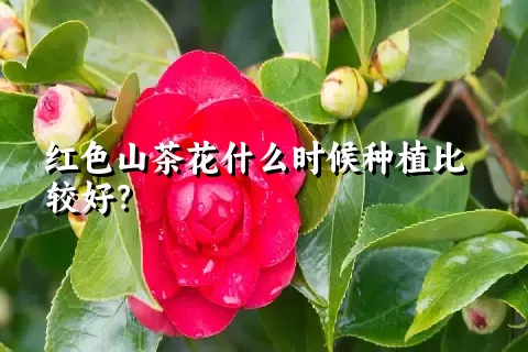 红色山茶花什么时候种植比较好？