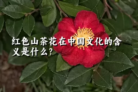 红色山茶花在中国文化的含义是什么？