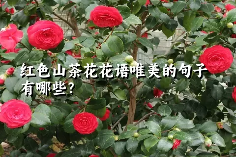 红色山茶花花语唯美的句子有哪些？