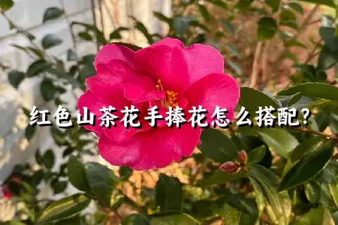 红色山茶花手捧花怎么搭配？