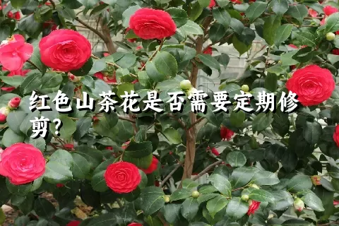 红色山茶花是否需要定期修剪？