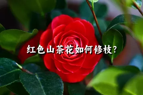 红色山茶花如何修枝？