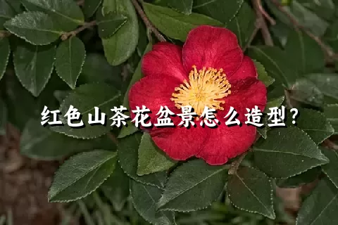 红色山茶花盆景怎么造型？