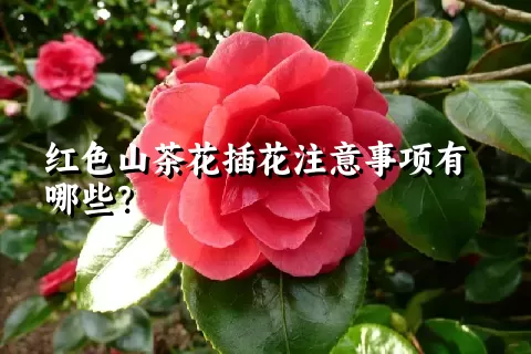 红色山茶花插花注意事项有哪些？