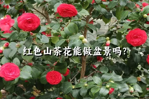 红色山茶花能做盆景吗？