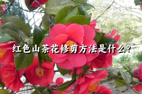 红色山茶花修剪方法是什么？