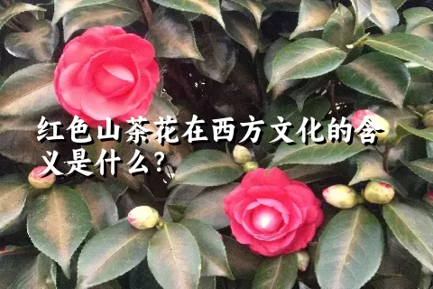 红色山茶花在西方文化的含义是什么？