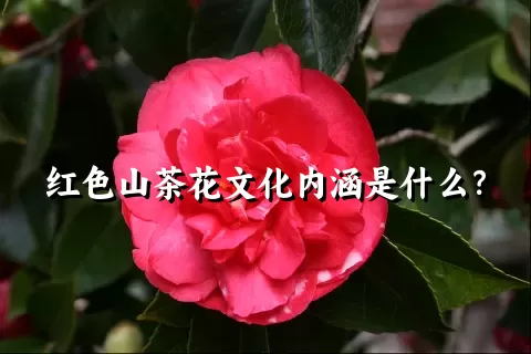 红色山茶花文化内涵是什么？