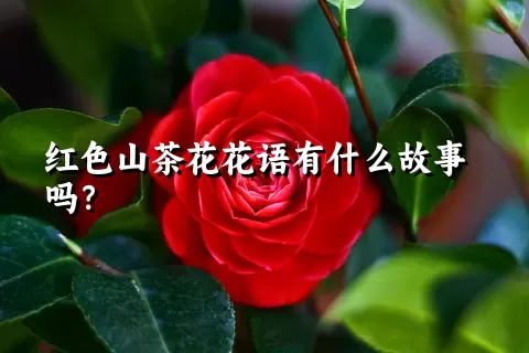 红色山茶花花语有什么故事吗？