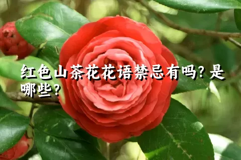 红色山茶花花语禁忌有吗？是哪些？