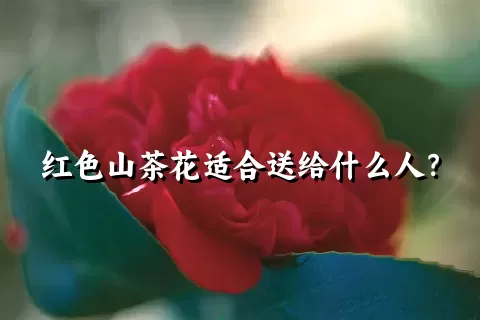 红色山茶花适合送给什么人？