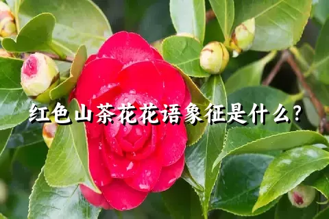 红色山茶花花语象征是什么？