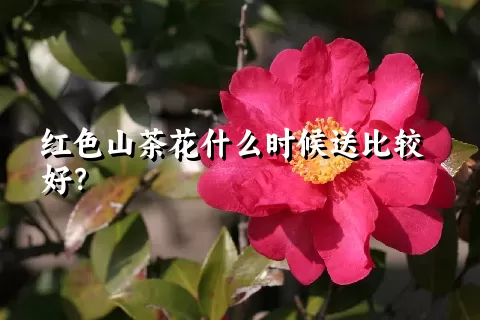 红色山茶花什么时候送比较好？