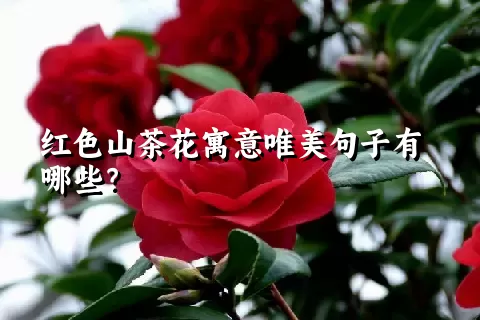 红色山茶花寓意唯美句子有哪些？