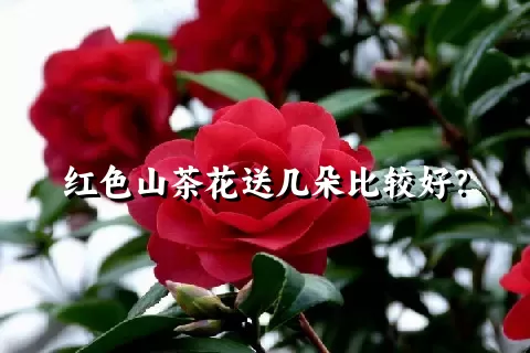 红色山茶花送几朵比较好？