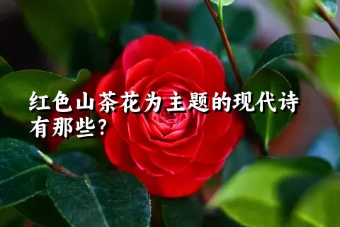 红色山茶花为主题的现代诗有那些？